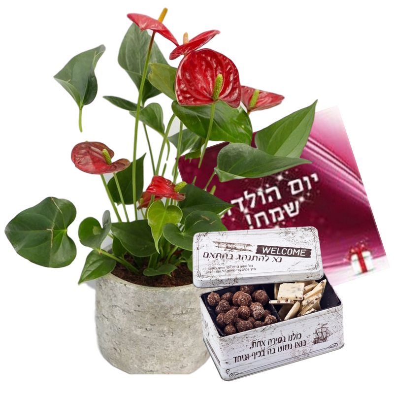 דיל אנטוריום בכלי חרס