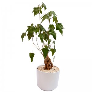 בונסאי בכלי חרס