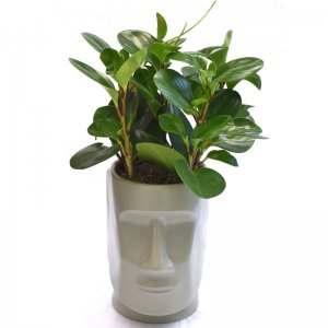 פפרומיה מחייכת