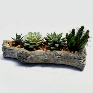 קוקטייל קקטוסים בכלי אבן