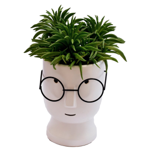 פפרומיה בכלי