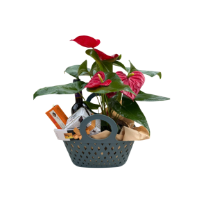 מארז פינוק מושלם