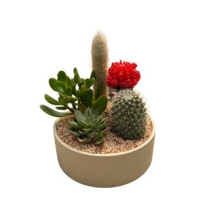 קוקטייל קקטוסים