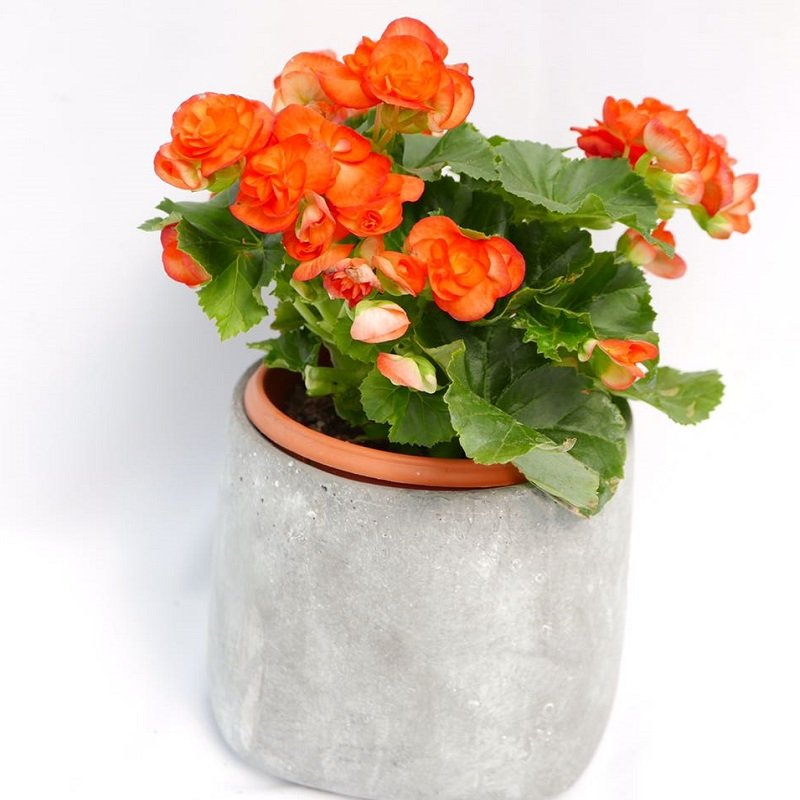 ביגוניה ורד בכלי קרמיקה