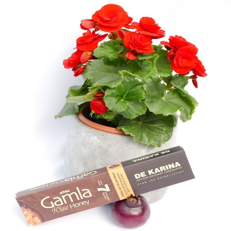 ביגוניה ורד שוקולד