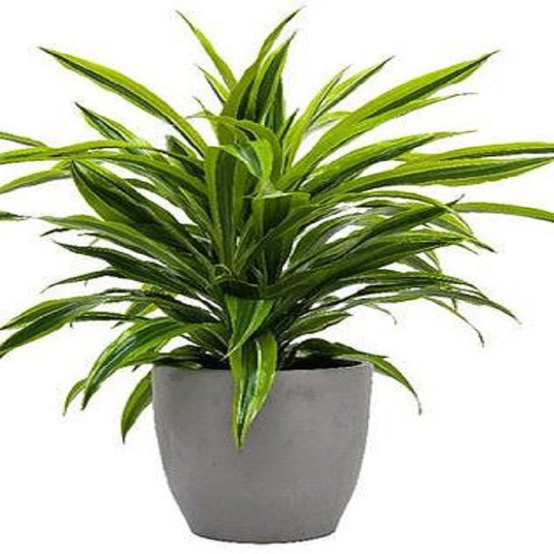 דרצנה למון ליים