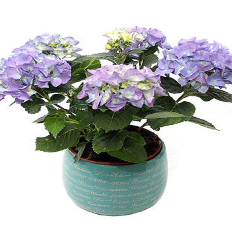 הורטנסיה בכלי