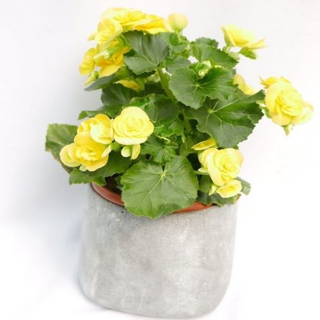 ביגוניה ורד בכלי קרמיקה