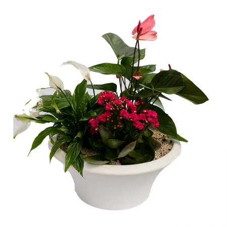 קוקטייל צמחים