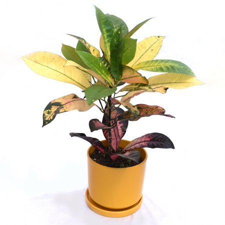 קרוטון בכלי