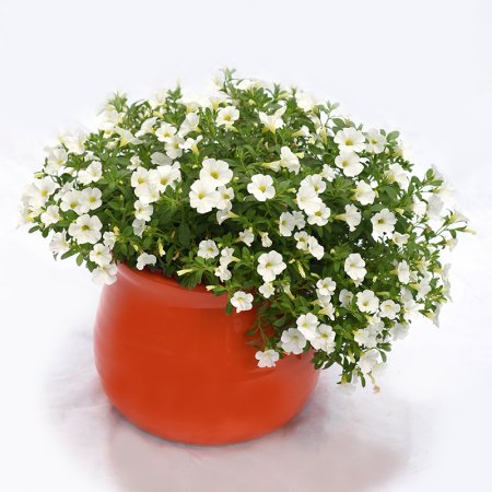 קערה פורחת בכלי