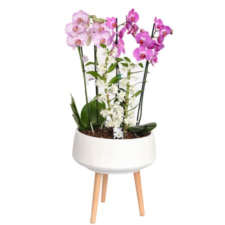 קערת סחלבים למביני עיניין