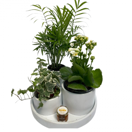 מארז 3 עציצים לבן ירוק