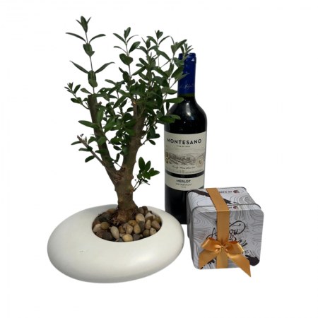 זית בונסאי עם יין ומארז שוקולד