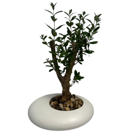 זית בונסאי בכלי מעוצב