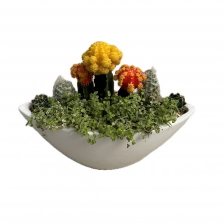 קוקטייל קקטוסים בכלי אובלי