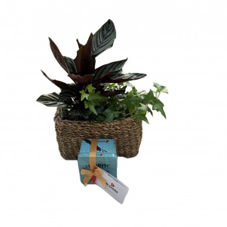 סלסלה עם צמחי בית ושוקולד