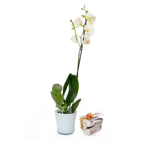 סחלב ענף 1 בכלי ושוקולד