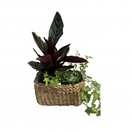 סלסלה עם צמחי בית