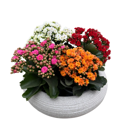 חגיגה באביב