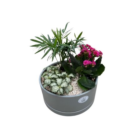 קוקטייל צמחי בית בכלי קרמיקה